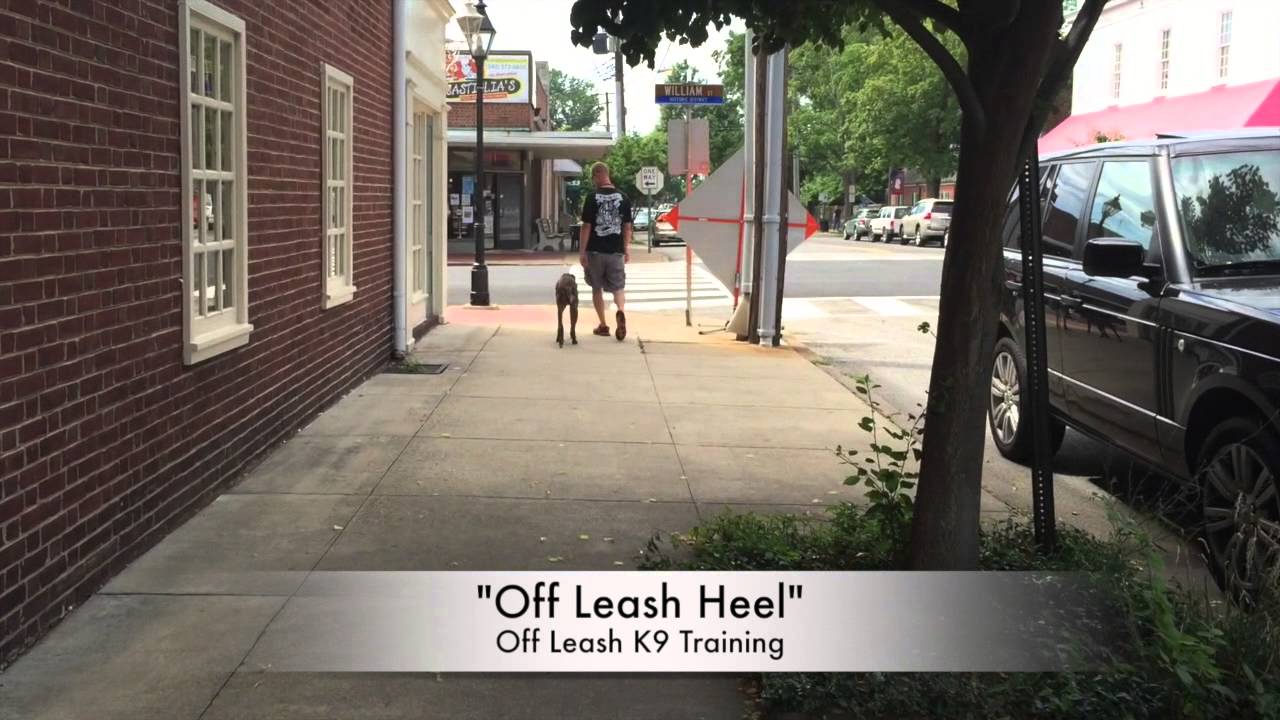Ellie OffLeash Heeling! Best Dog Trainers In Richmond Richmond