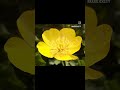 Buttercups in Valley, Anglesey.