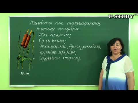 Бейне: Каравай тұқымдары мен шламы: бақшада зире шөптерін көбейту