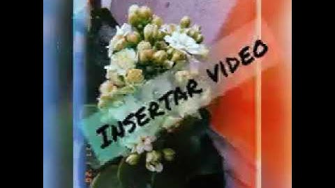 Cómo insertar un video en flash 📽️