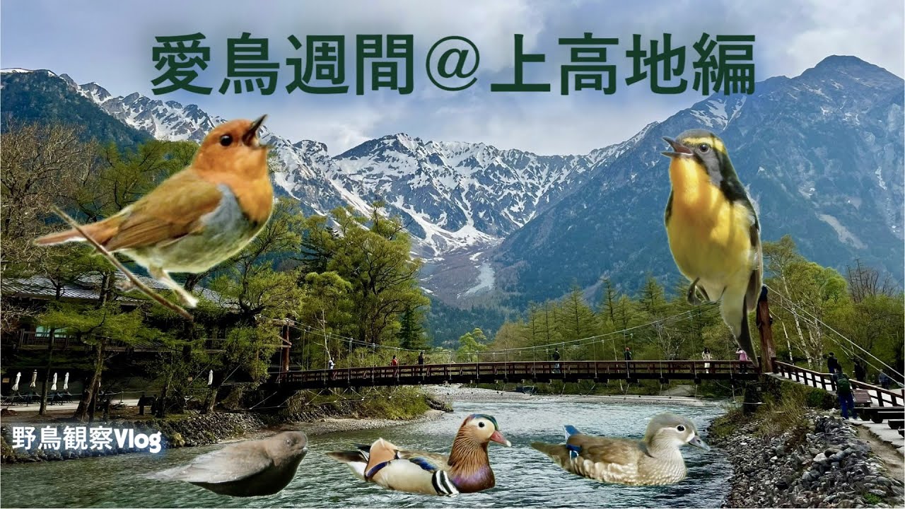 【野鳥観察Vlog】愛鳥週間＠上高地編～コマドリ、キビタキ、オシドリ、カワガラス、アオジ、ミソサザイ、キセキレイなど
