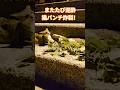 またたび泥酔、猫パンチ炸裂!