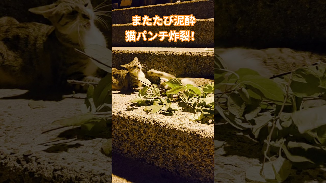 またたび泥酔、猫パンチ炸裂!