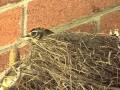 Baby Robins Leave the Nest!!