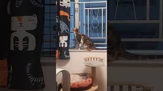 Anabul Nakalngintip Tetangga