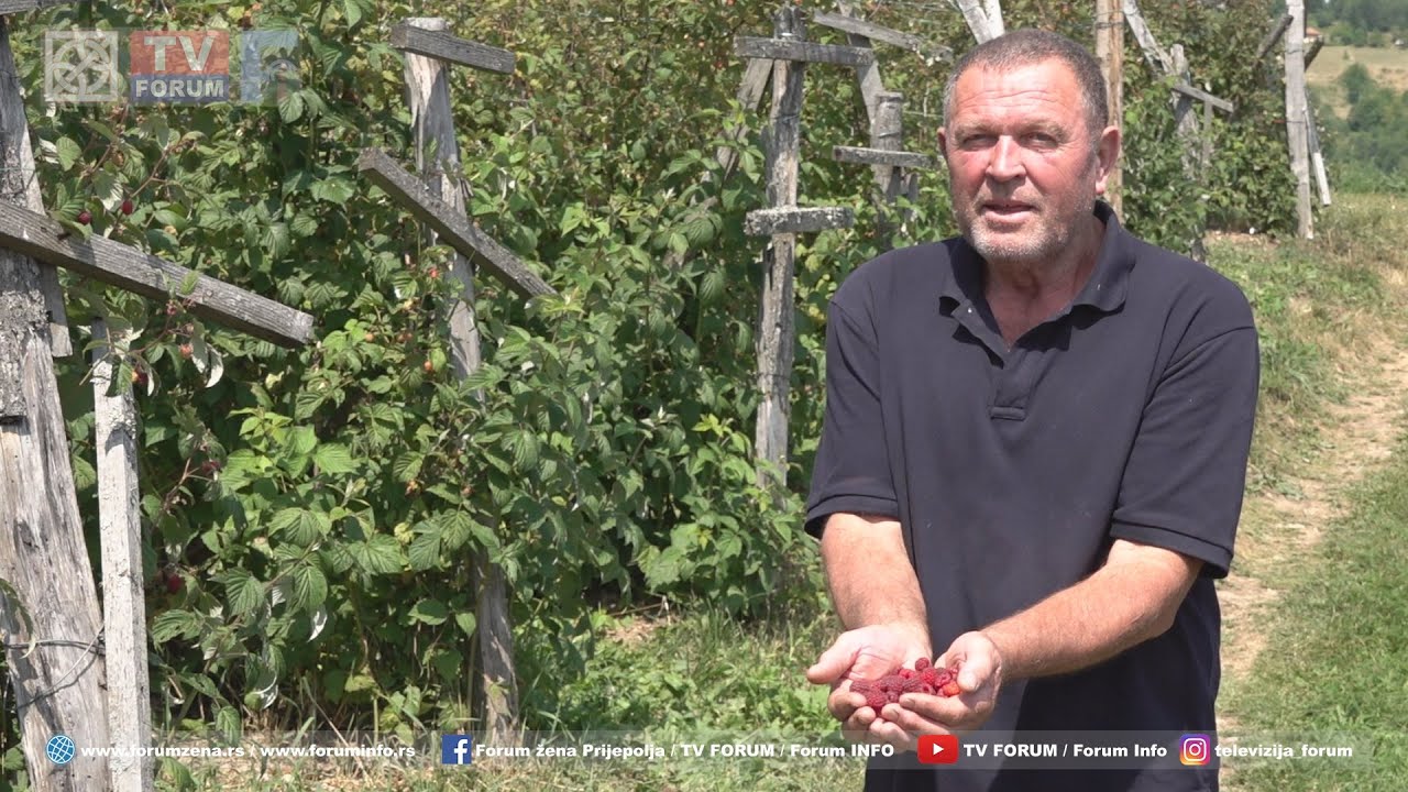 Radoman Kijanović već dve decenije uzgaja maline