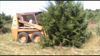 Perfect TreeSaw Cutting Cedar