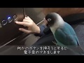 ボタンインコのボタンちゃん大好きなカレの家にお出かけ4