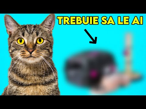 Video: Top 5 motive pentru a ridica o pisica de interior