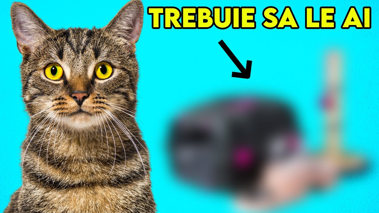 10 Lucruri Pe Care TREBUIE NEAPARAT Sa Le Ai (Pentru Pisici)