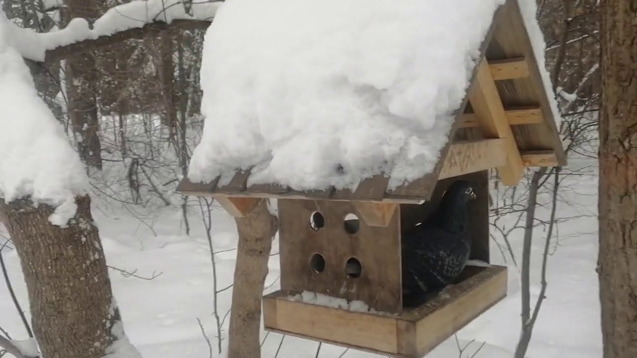 Кормлю птиц в зимнем парке / I feed the birds in the park