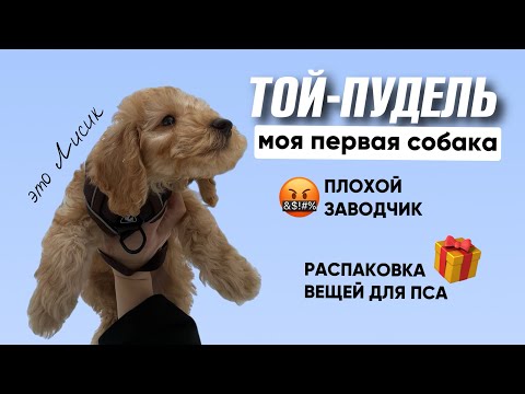 видео: Моя первая собака 😍 ТОЙ-ПУДЕЛЬ