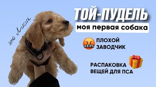 Моя первая собака 😍 ТОЙ-ПУДЕЛЬ