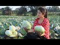 Harvest Cabbages For My Recipe / Pickled Cabbages With Grilled Fish / By Countryside Life TV.