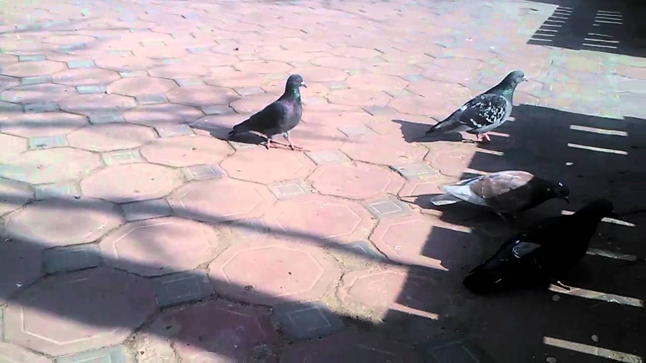 LG E730 Optimus SOL Видео снятое на камеру.