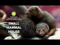 view Small Mammal House Exhibit at the Smithsonian&apos;s National Zoo digital asset number 1