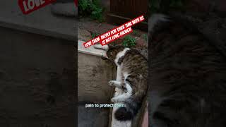 when cat faces death.. #catshorts #catfacts #cutecats #persiancat #fluffycat #catlovers
