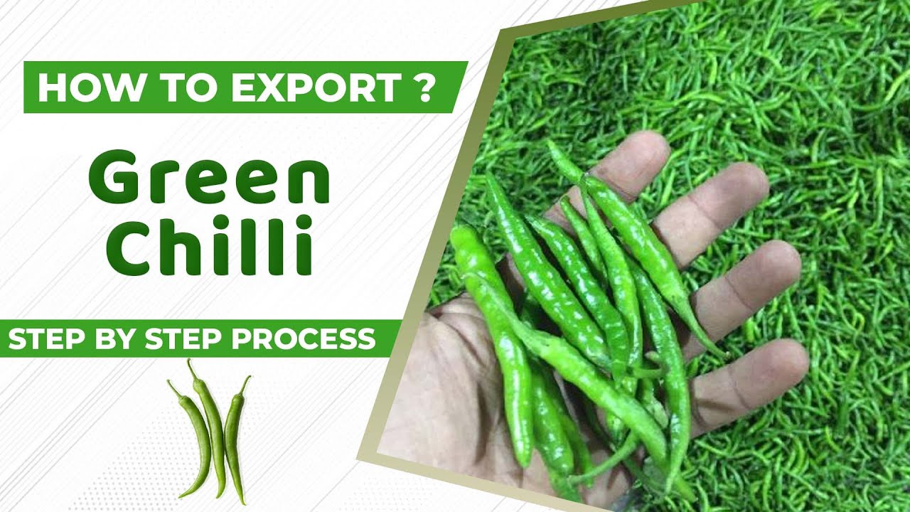 How to Export Green Chilli A to Z information Green Chilli Export