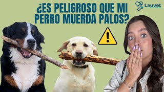 MI PERRO COME PALOS ¿Es peligroso?  Lauvet