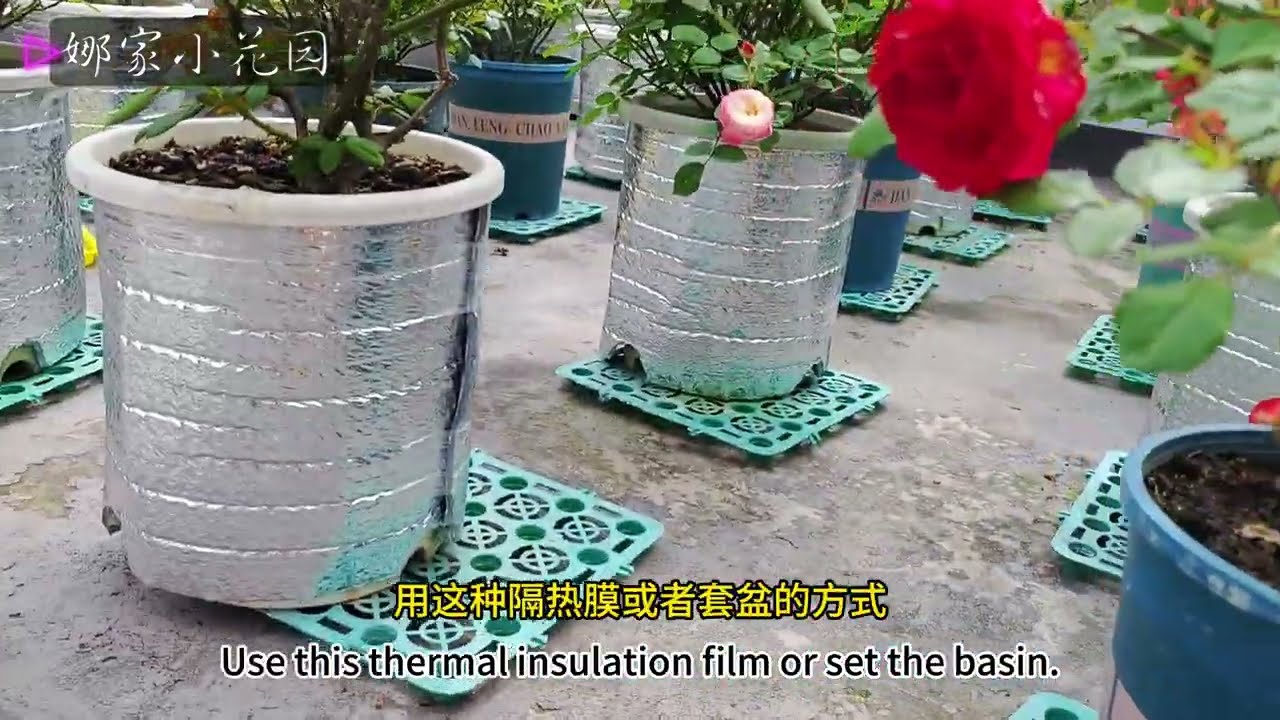 月季夏天养护大全（水肥管理、要不要拉遮阳棚、根部隔热措施等）Complete Guide to Summer Care of Rose