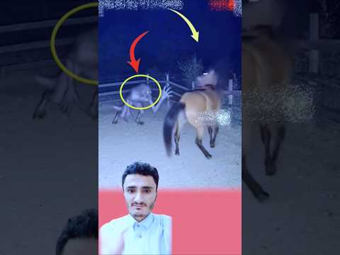 يمس الشبح ببطاء ويقترب بلا أي صوت الى الحصان لكن الحصان شعر بأنه قد يصل فضربه حالات واتساب عبارات