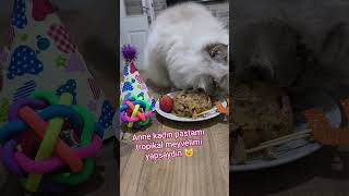 BEBİŞİM #yutubeshorts #abone #keşfet #cat #mia #pasta #doğumgünü #dj#party #kitten #kedi #cute#kitty