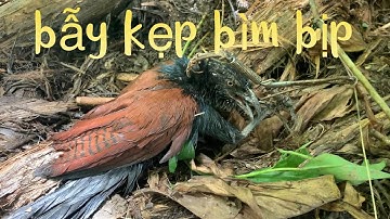 lấy bẫy chuột kẹp đi bẫy bìm bịp xem sao//Nhànvlogs ✅