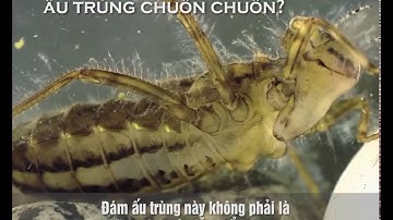 Ấu trùng chuồn chuồn- kẻ săn mồi thứ thiệt