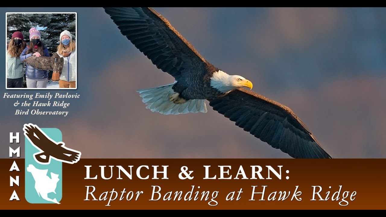 HMANA Lunch & Learn Series: Raptor Banding at Hawk Ridge