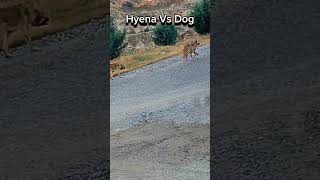 Çi̇zgi̇li̇ Sirtlan Kovalayan Köpek