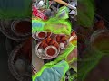 #viralvideos kurkuremomos making