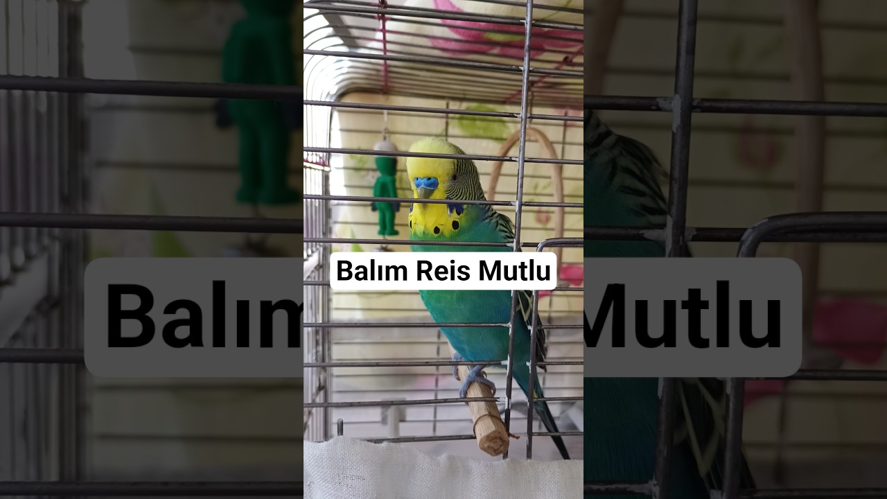 Balım Reis Mutlu #konuşankuş #birds #vogel #talkingparot #talkingparot #muhabbetkuşu #parrot