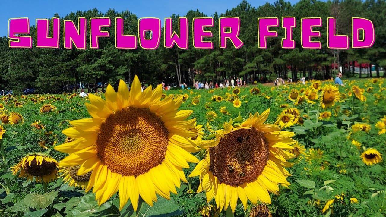 Dorothea Dix Park Raleigh North Carolina Sunflower Field Youtube