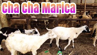 Download Lagu cha-cha Marica Hey hey - anak Kambing Saya SUARA ANAK KAMBING Download Lagu cha-cha Marica Hey hey - anak Kambing Saya SUARA ANAK KAMBING