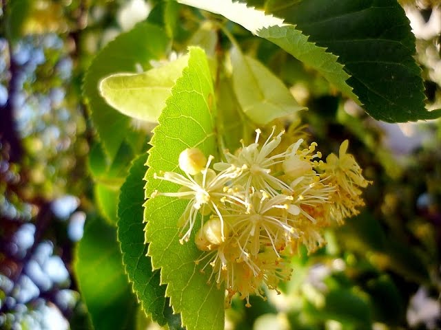 Средства для снижения САХАРА В КРОВИ