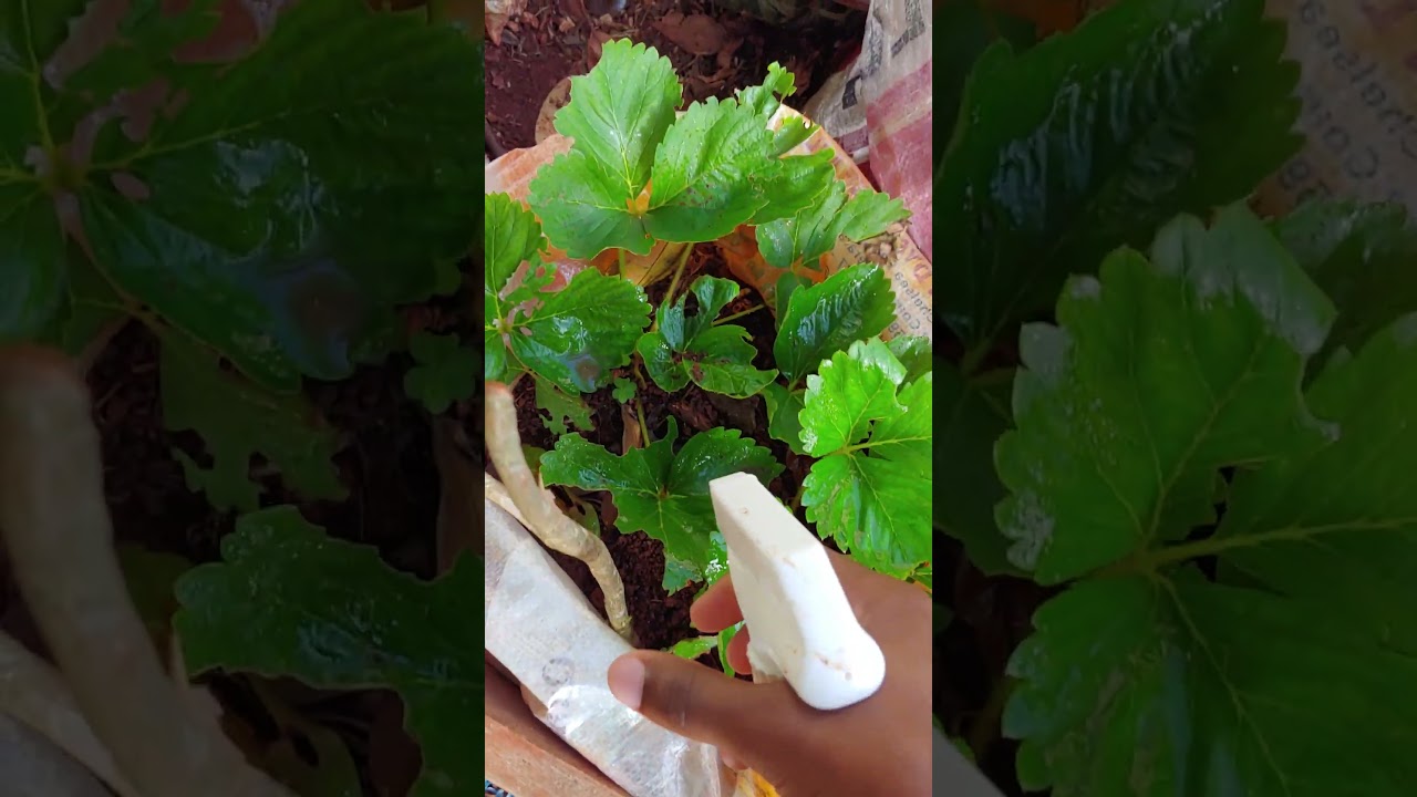 How to Use Baking Soda Spray for Garden Pest Control