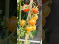 This cherry tomato plant gave me 300+ super sweet fruits—grown easily at home! 🍅