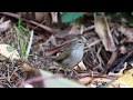 Japanese bush warbler