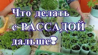 Что делать с рассадой дальше. Отчет по рассаде.