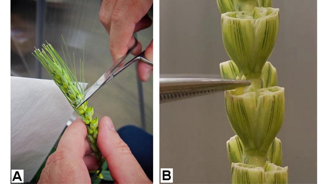 Emasculation in wheat Hybridization Program Pollination