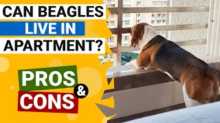 Bisakah Beagle Tinggal di Apartemen dengan Bahagia?