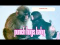 From fear to affection🥰Punch hugs the baby today. Yesterday’s scolding couldn’t stop today’s love🫶
