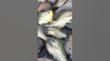 How to catch she’ll crackers/ Bluegills #bluegillfishing #shellcrackers