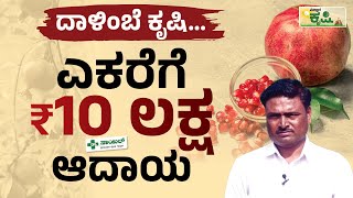 ದಾಳಿಂಬೆ ಕೃಷಿ.. ಎಕರೆಗೆ 10 ಲಕ್ಷ ರೂ. ಆದಾಯ | Pomegranate Farming In Koppal | ದಾಳಿಂಬೆ ಕೃಷಿ|Vistara Krishi