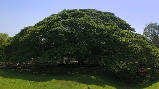 ๑๐ สุดยอดต้นไม้มหัศจรรย์ของไทย (5 นาที)