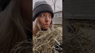 Amanda Seyfried eats hay with her goats ?