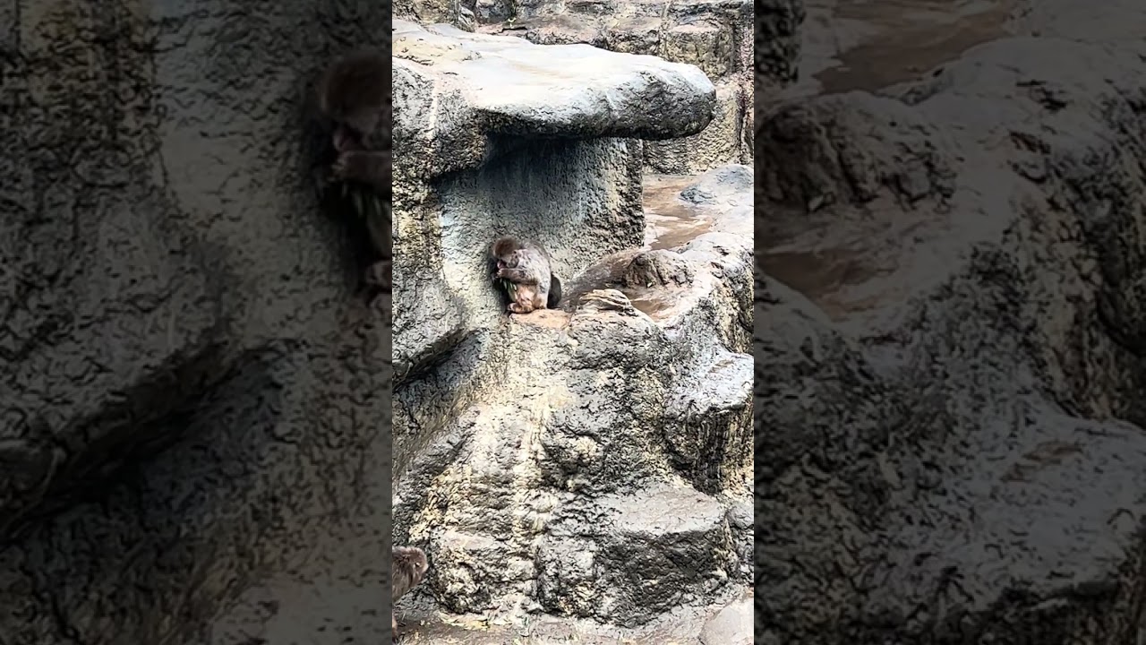 オランママはお留守番　一人で頑張るパンチくんの姿に涙😂 