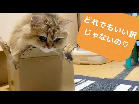 【ペルシャ猫】猫の1日❣️ダンボールを選り好みする猫が可愛すぎる…ダンボール女子は上質なものを追求し一切妥協しないにゃん