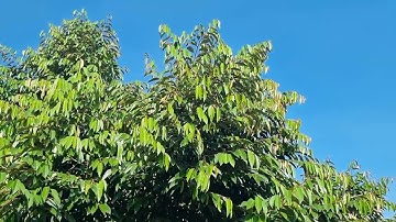 đọt ra mạnh trong quá trình phun tạo mầm lên paclo làm sao