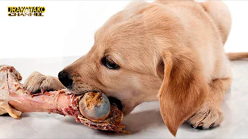 ¿Qué alimentos alargan la vida de los perros?